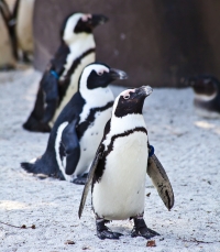 Walk like a Penguin